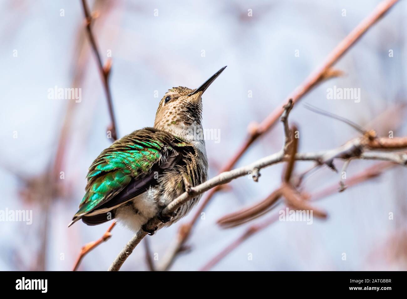 Anna Hummingbird arroccato su un ramo; sfondo sfocato, San Francisco Bay area, California Foto Stock