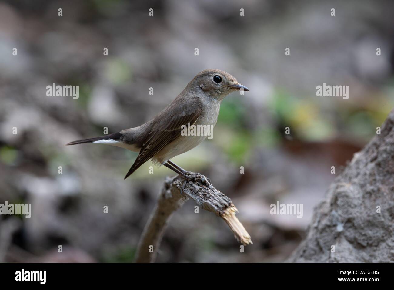 Il marrone asiatica flycatcher (Muscicapa dauurica) è un piccolo uccello passerine nella famiglia flycatcher Muscicapidae. Foto Stock