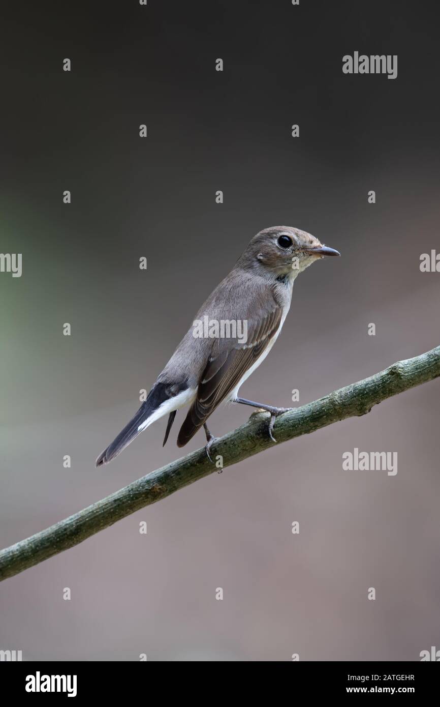 Il marrone asiatica flycatcher (Muscicapa dauurica) è un piccolo uccello passerine nella famiglia flycatcher Muscicapidae. Foto Stock