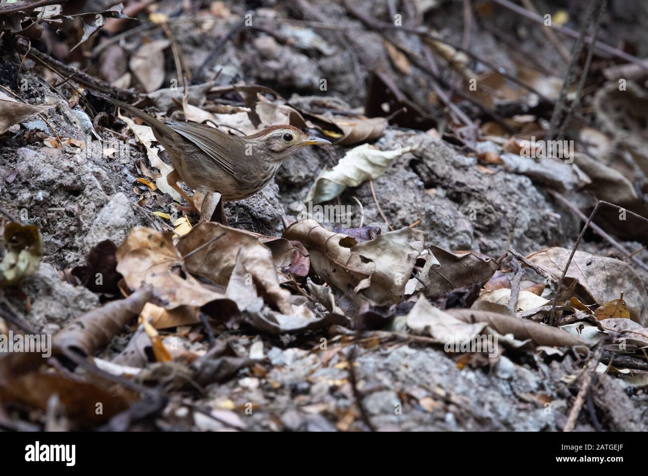 Il puff-throtated babbler o macchiato babbler (Pelorneum ruficeps) è una specie di uccello passerino trovato in Asia. Foto Stock