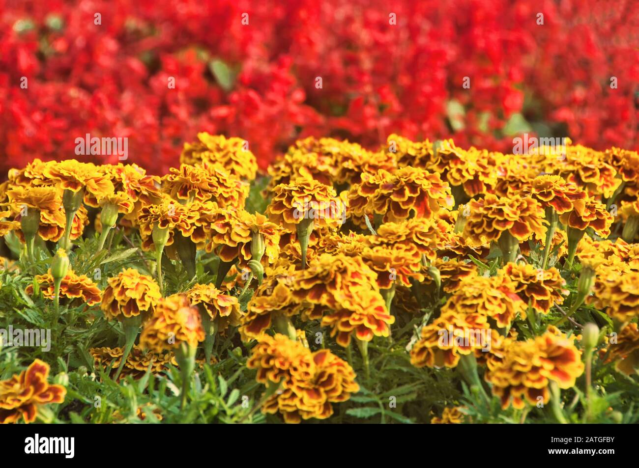 Blooming Tagete francese in giardino, Tagetes Patula, giallo arancio mazzo di fiori, foglie verdi piccolo arbusto, il fuoco selettivo. Foto Stock