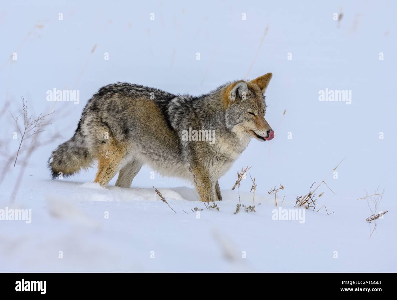 Una Coyote (Canis latrans) caccia nella neve. Parco Nazionale Di Yellowstone, Wyoming, Stati Uniti. Foto Stock