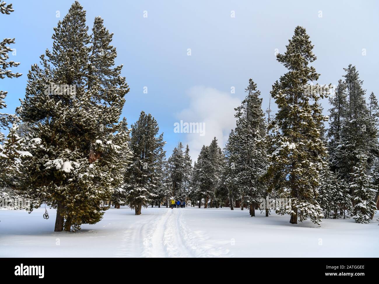 In inverno i visitatori possono fare escursioni con le racchette da neve nella foresta. Parco Nazionale Di Yellowstone, Wyoming, Stati Uniti. Foto Stock