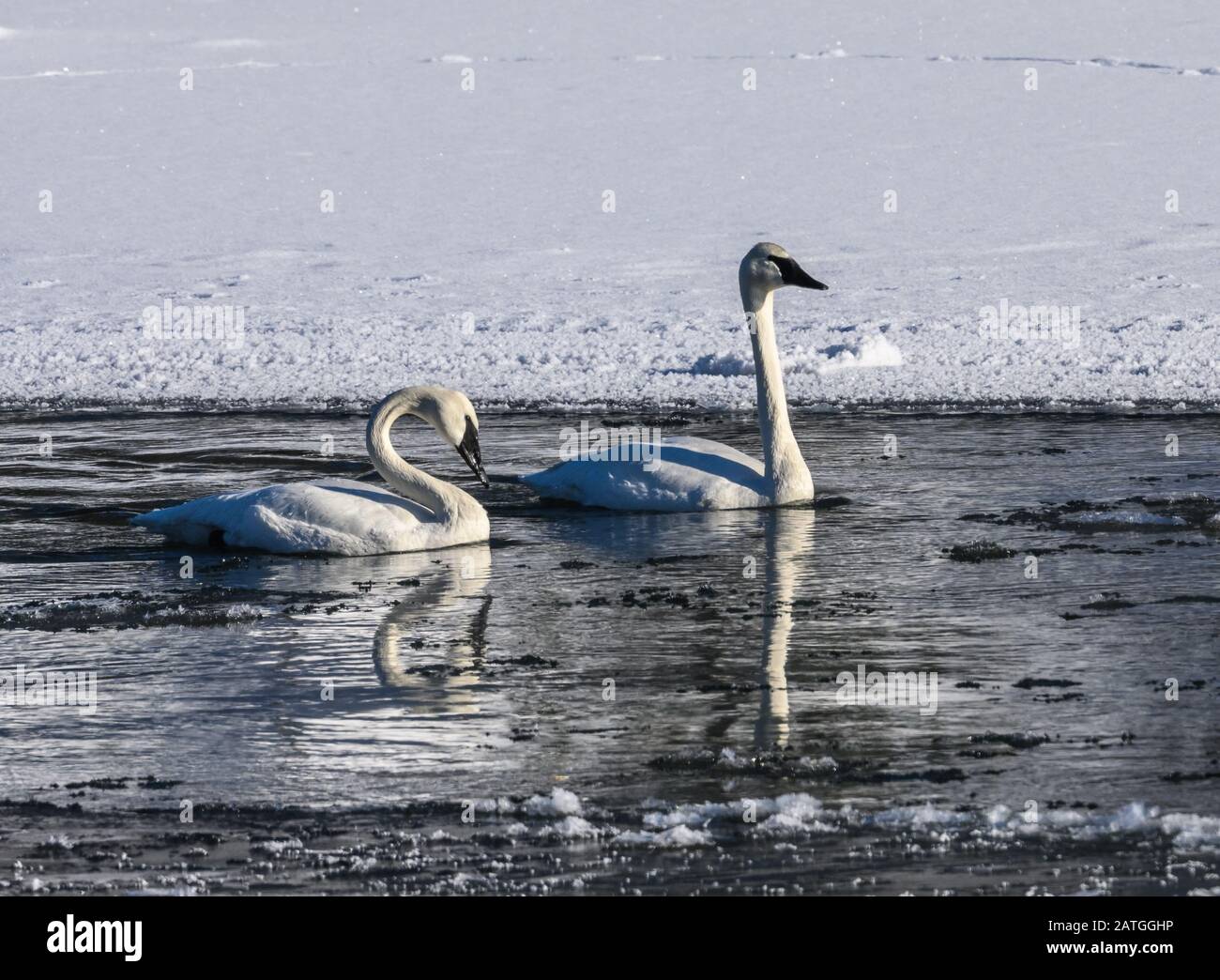 Una famiglia di cigni Trumpeter (Cygnus buccinator) che giocano nel fiume. Parco Nazionale Di Yellowstone, Wyoming, Stati Uniti. Foto Stock