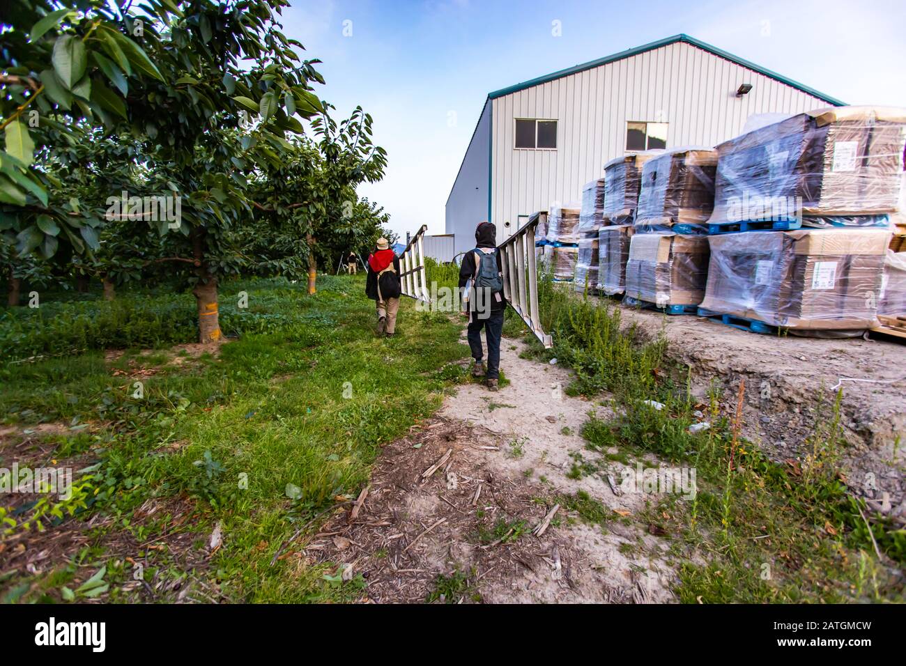Lavoratori migranti stagionali con scalette in alluminio a tre piedi per il frutteto di ciliegie. Il gruppo di lavoratori agricoli porta scale per la raccolta della frutta Foto Stock