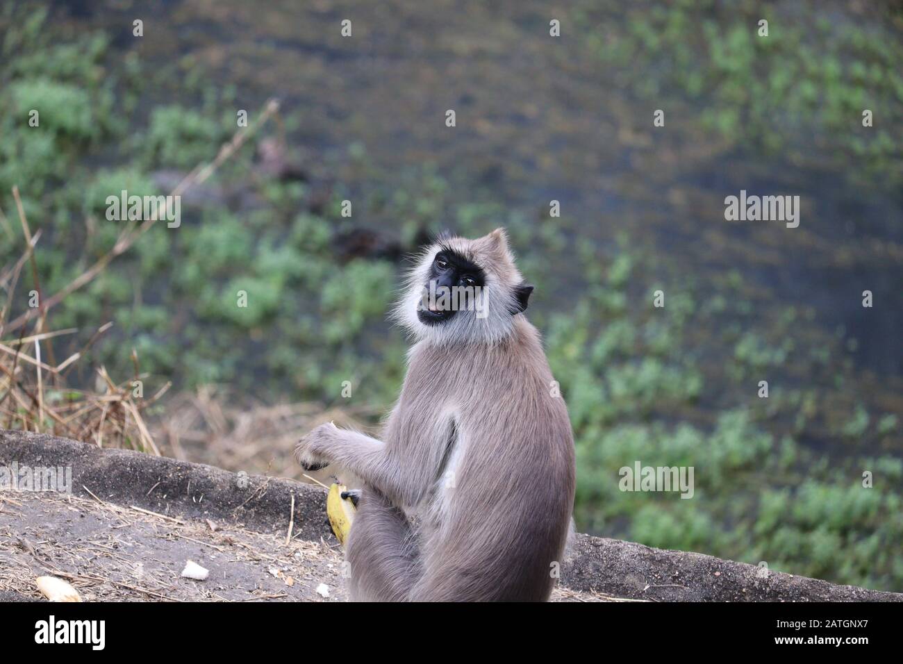 Scimmia langur indiana guardando la macchina fotografica, Chennai zoo, 2020 Foto Stock