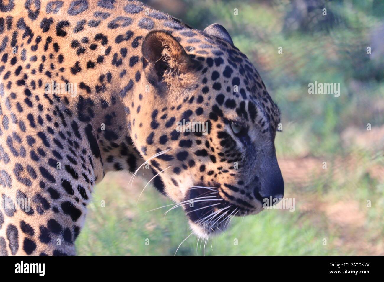 colpo ravvicinato della testa di leopardo in safari leopardo in riserve di tigre nella foresta di leopardo Foto Stock