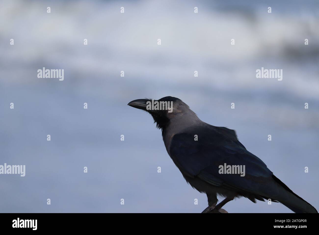 Corvus corvus corrion corvo uccello nero appollaiato su ramo e guardando la macchina fotografica con sfocatura sfondo spiaggia ,2020 Foto Stock