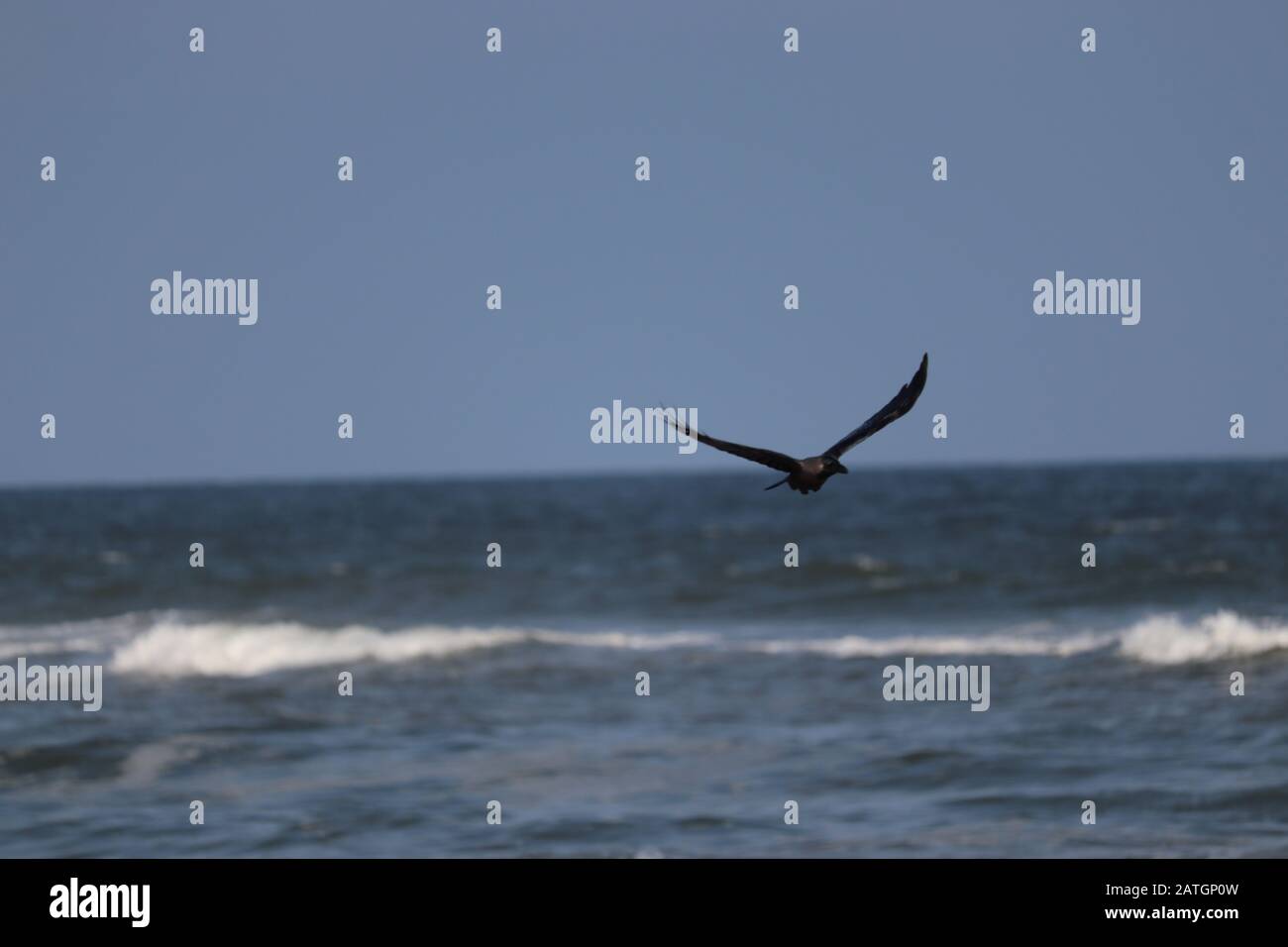 Un corvo vola nel cielo con spiaggia o fondo marino sfocato Foto Stock