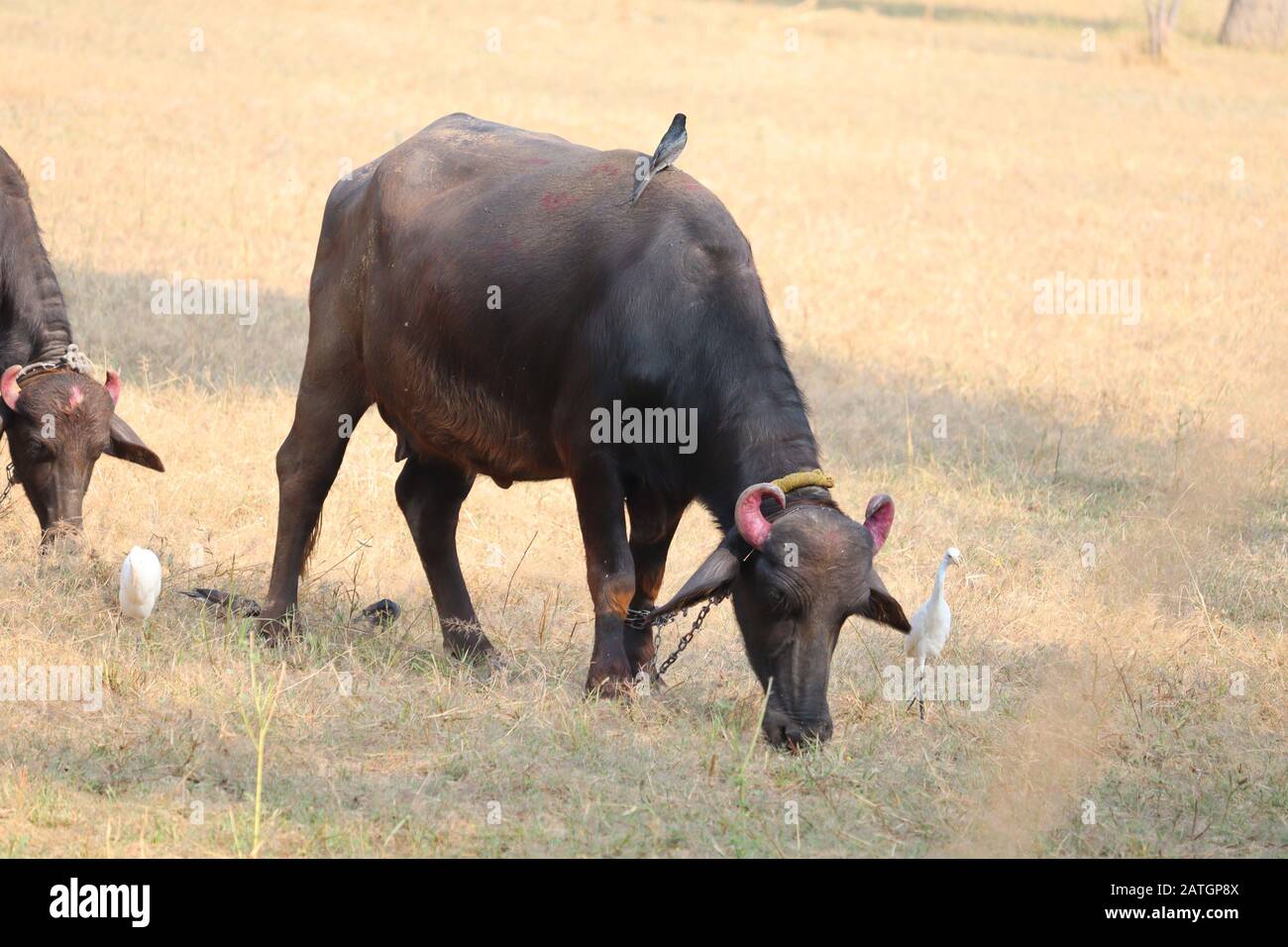 Un bufalo legato con una catena di ferro sta pascolando in un campo asciutto Foto Stock