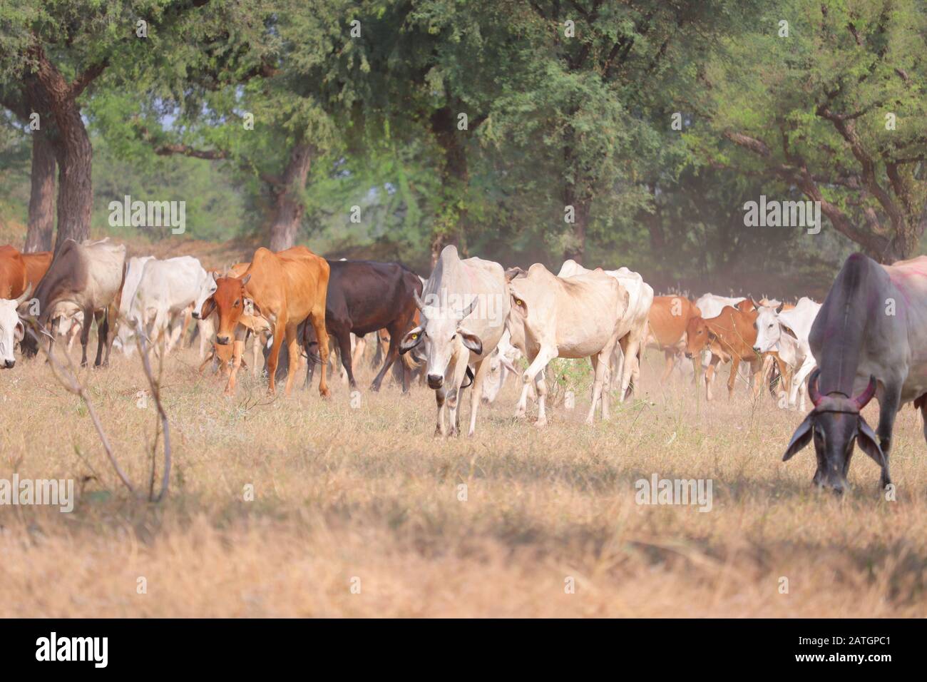 diverse mucche di colore diverso nel gruppo, animali esterni Foto Stock