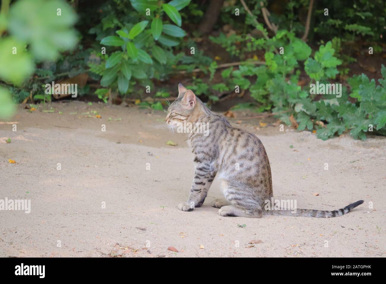 vista laterale della farfalla del gatto in natura , animale esterno Foto Stock