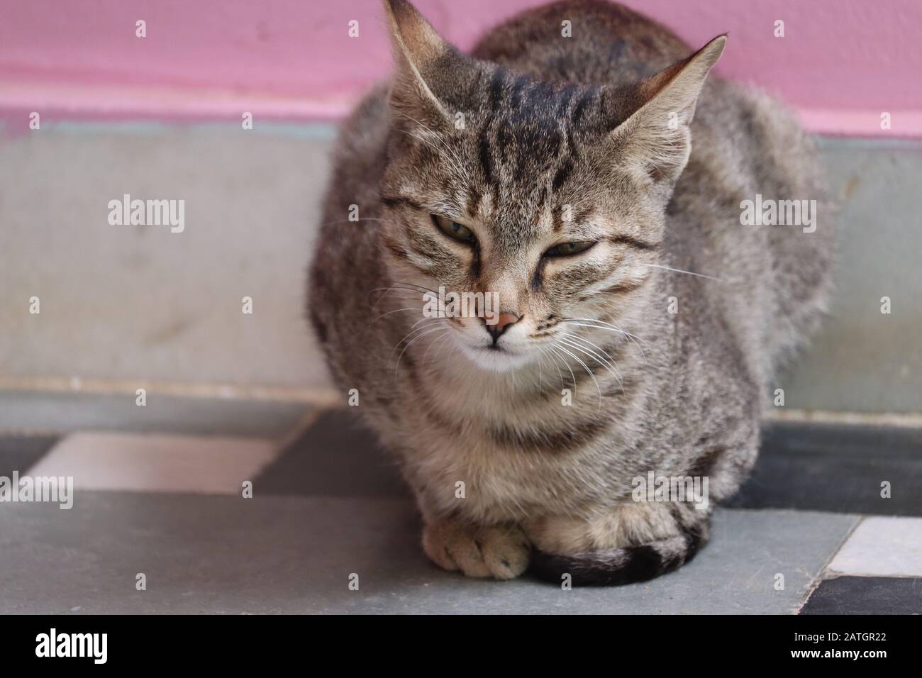 Rilassato gatto domestico pigro a casa vicino da parete rosa, all'aperto Foto Stock