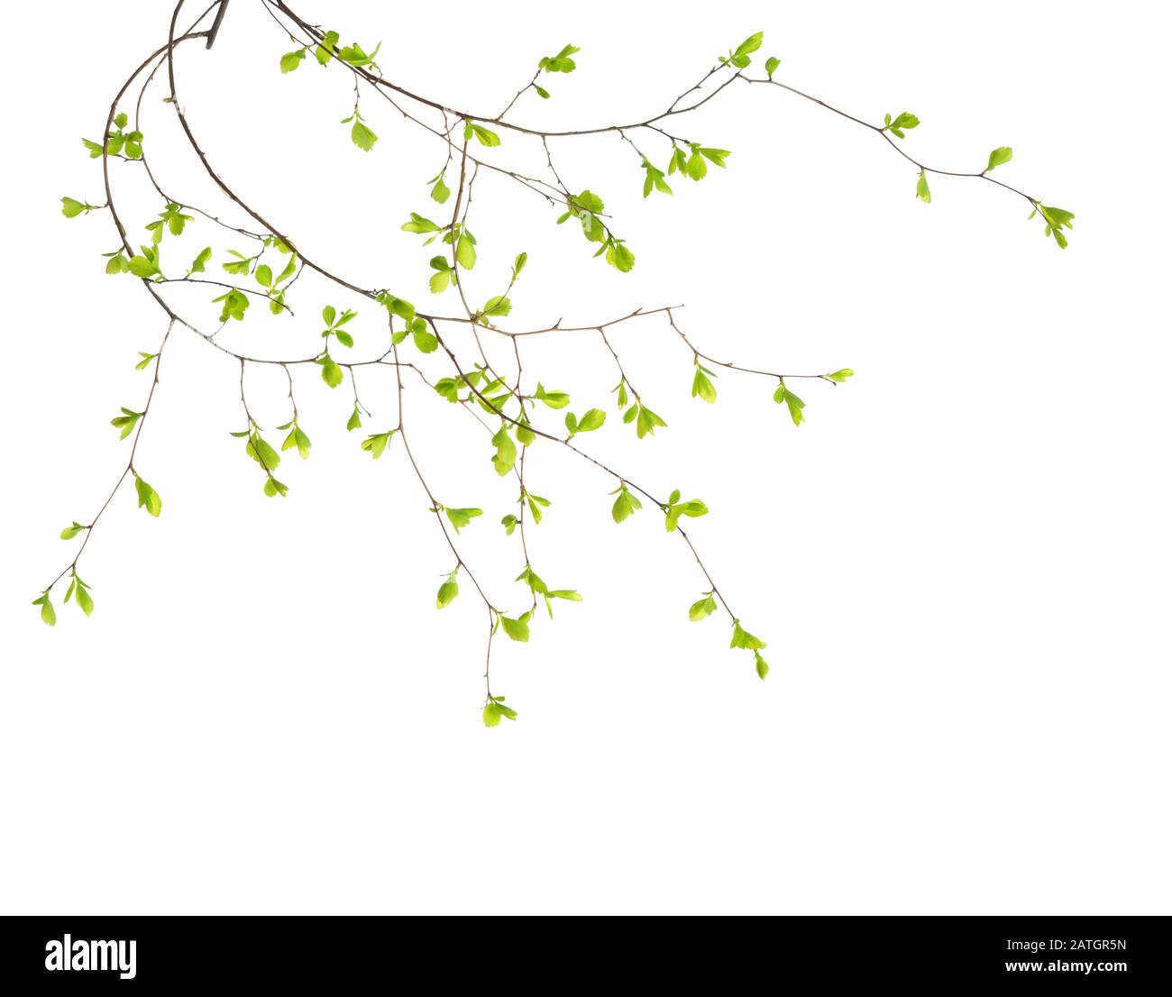 Rami con giovani foglie verdi di primavera isolato su sfondo bianco. Spiraea vanhouttei. Foto Stock