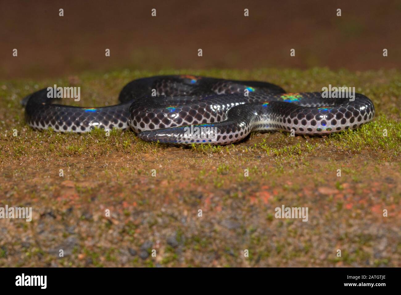 Melanophidium khairei o lo schermo nero di Khaire, Amboli, India Foto Stock