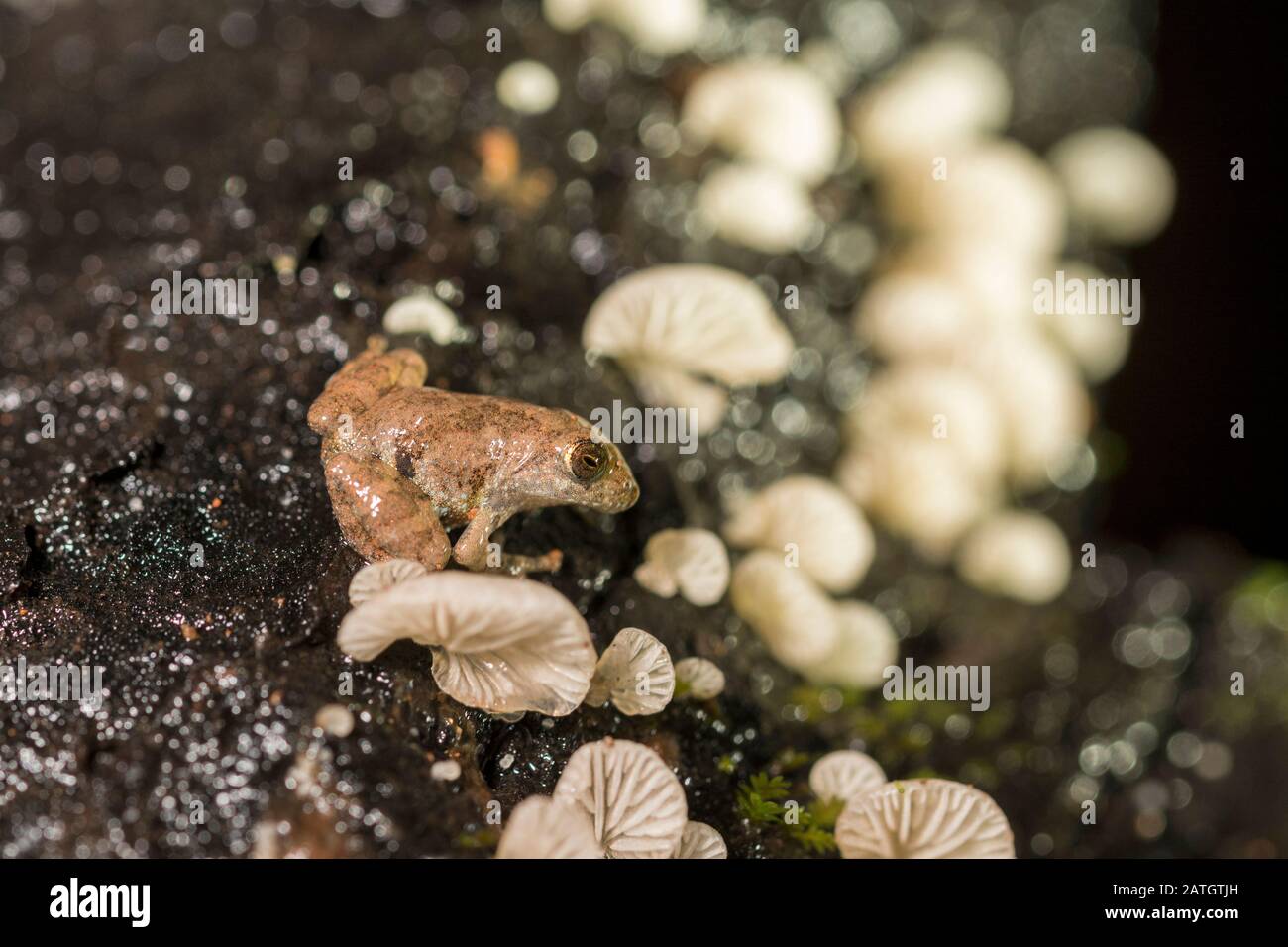 Pseudophilautus amboli, la rana della macchia di Amboli, è una specie rara di rana arbustiva endemica dei Ghati occidentali, AMBOLI, India Foto Stock