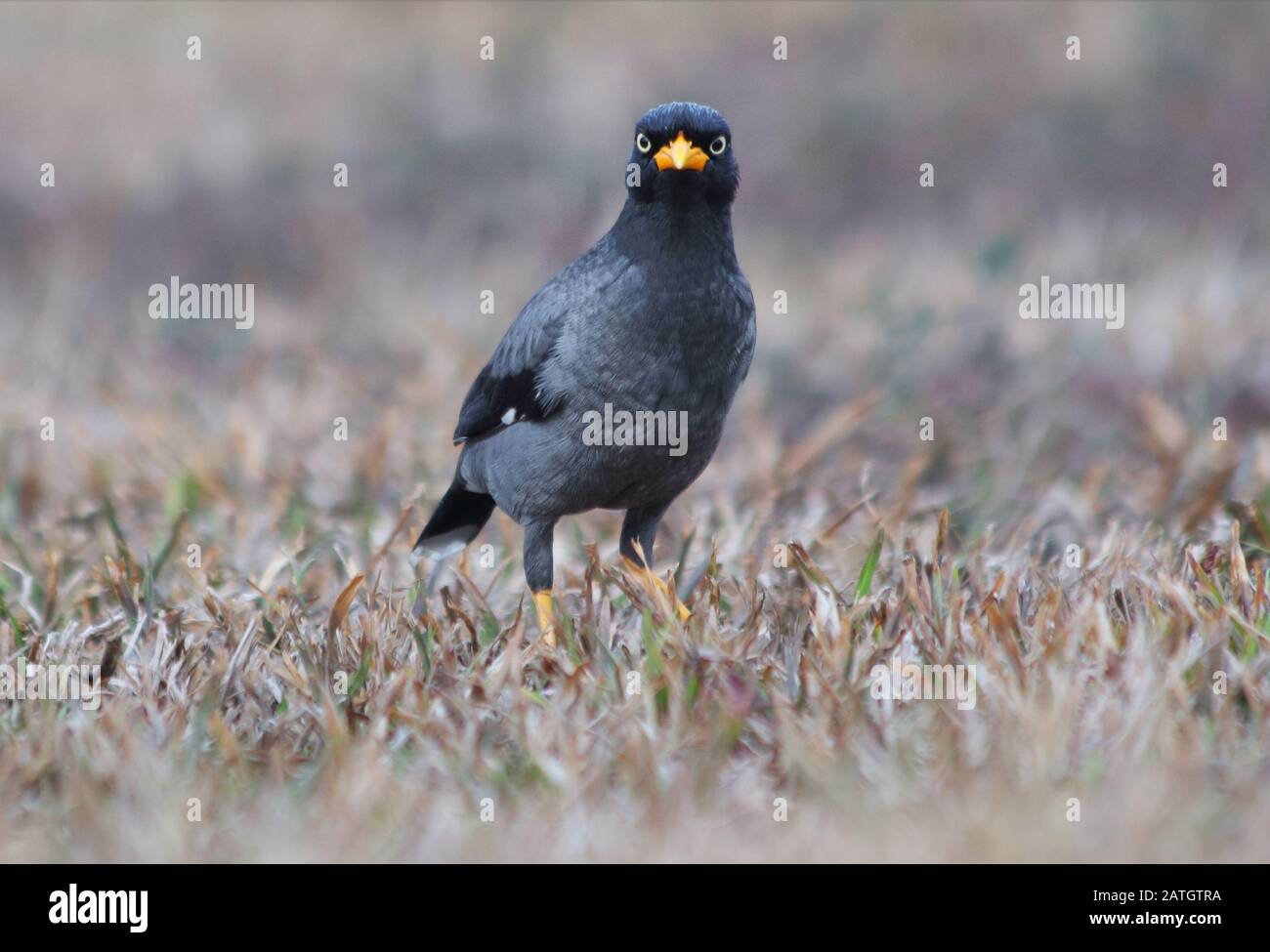 La Myna di Javan (Acridotheres javanicus) è una specie di myna. E' un membro della famiglia stellante, principalmente nero Foto Stock