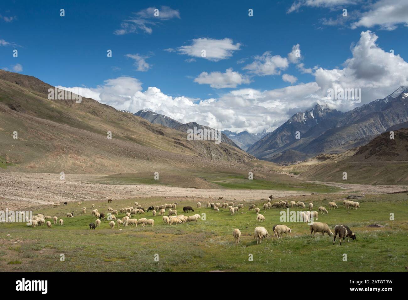 Pastorizia, Chandrataal, Spiti, Himachal Pradesh, India Foto Stock