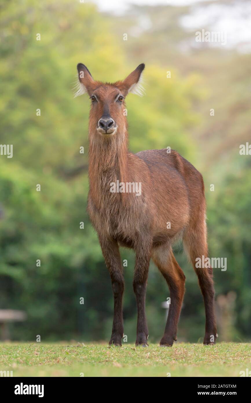 Waterbuck è una grande antilope che si trova ampiamente nell'Africa sub-sahariana, Kobus ellissiprymnus, femmina, Africa Foto Stock