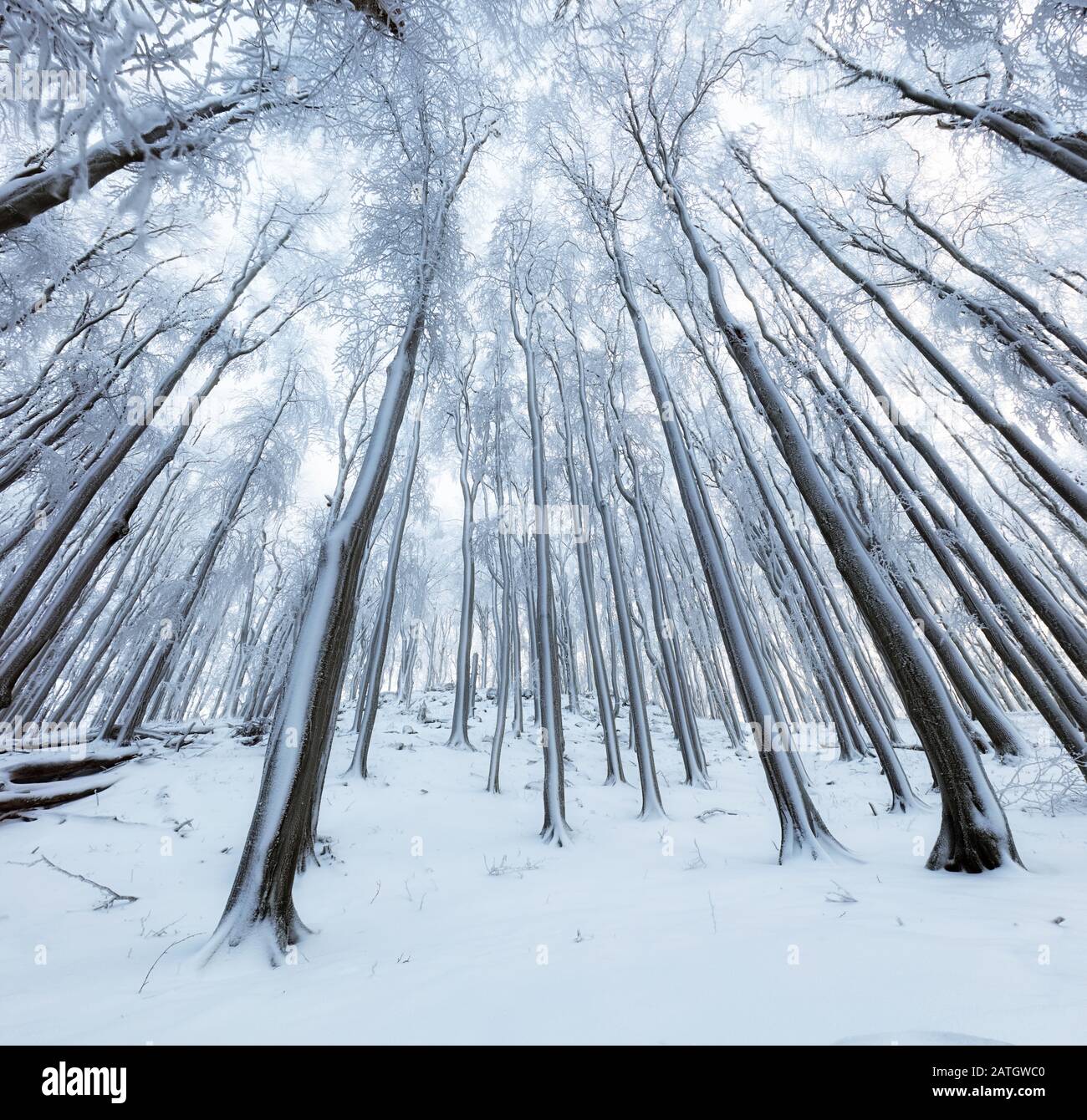 Inverno alberi nelle montagne coperte di neve fresca Foto Stock