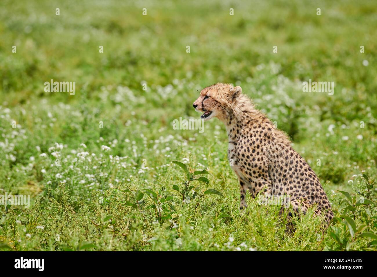 Giovane ghepardo, Acinonyx jubatus, nel Parco Nazionale del Serengeti, sito patrimonio mondiale dell'UNESCO, Tanzania, Africa Foto Stock