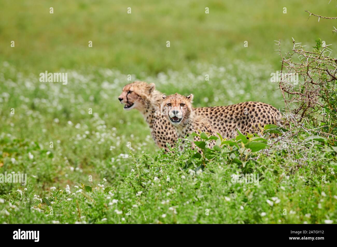 Due giovani ghepardi alla caccia, Acinonyx jubatus, nel Parco Nazionale del Serengeti, sito patrimonio mondiale dell'UNESCO, Tanzania, Africa Foto Stock