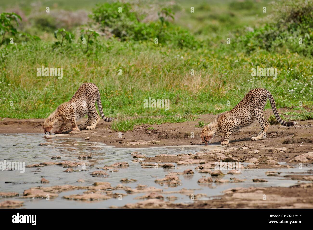 Due giovani cheetahs al waterhole, Acinonyx jublatus, nel Parco Nazionale del Serengeti, sito patrimonio mondiale dell'UNESCO, Tanzania, Africa Foto Stock