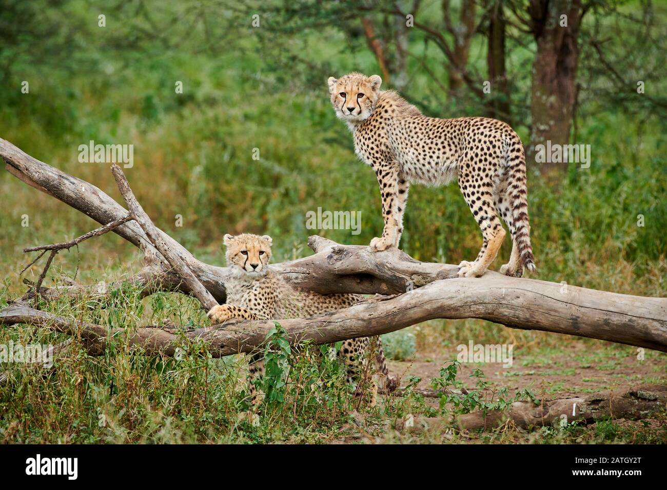 Due giovani ghepardi, Acinonyx jubatus, nel Parco Nazionale del Serengeti, patrimonio mondiale dell'UNESCO, Tanzania, Africa Foto Stock