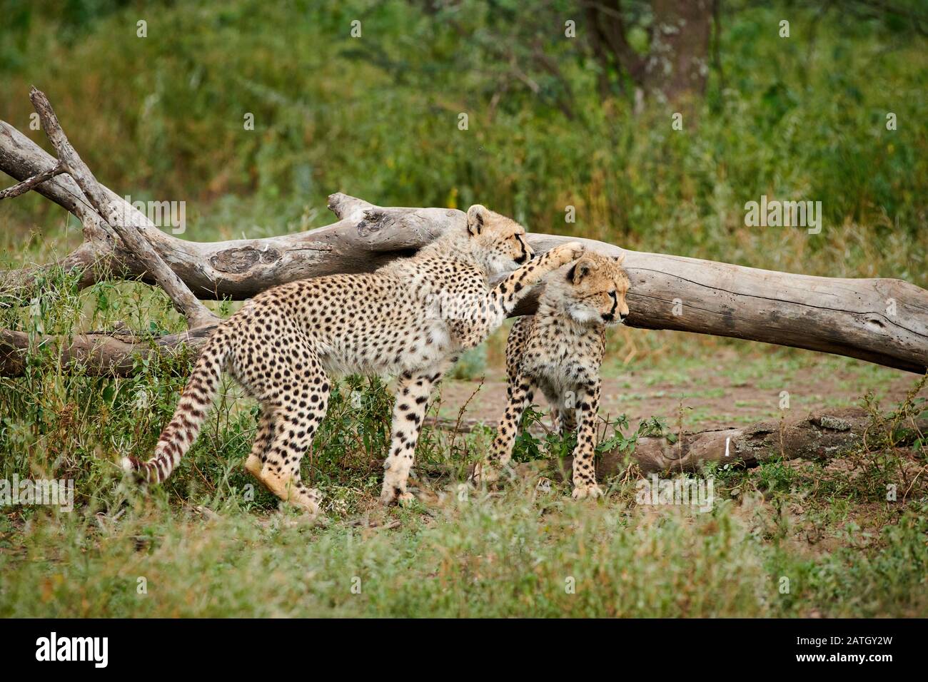 Due giovani ghepardi, Acinonyx jubatus, nel Parco Nazionale del Serengeti, patrimonio mondiale dell'UNESCO, Tanzania, Africa Foto Stock
