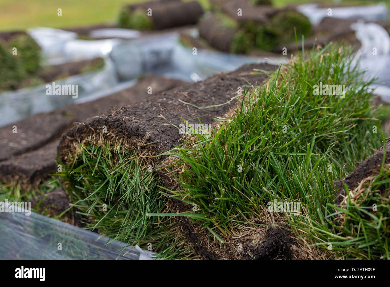 Rotolo erba erbosa, tappeto verde erba in rotolo per prato. Pila di rotoli di erba erbosa per il paesaggio Foto Stock