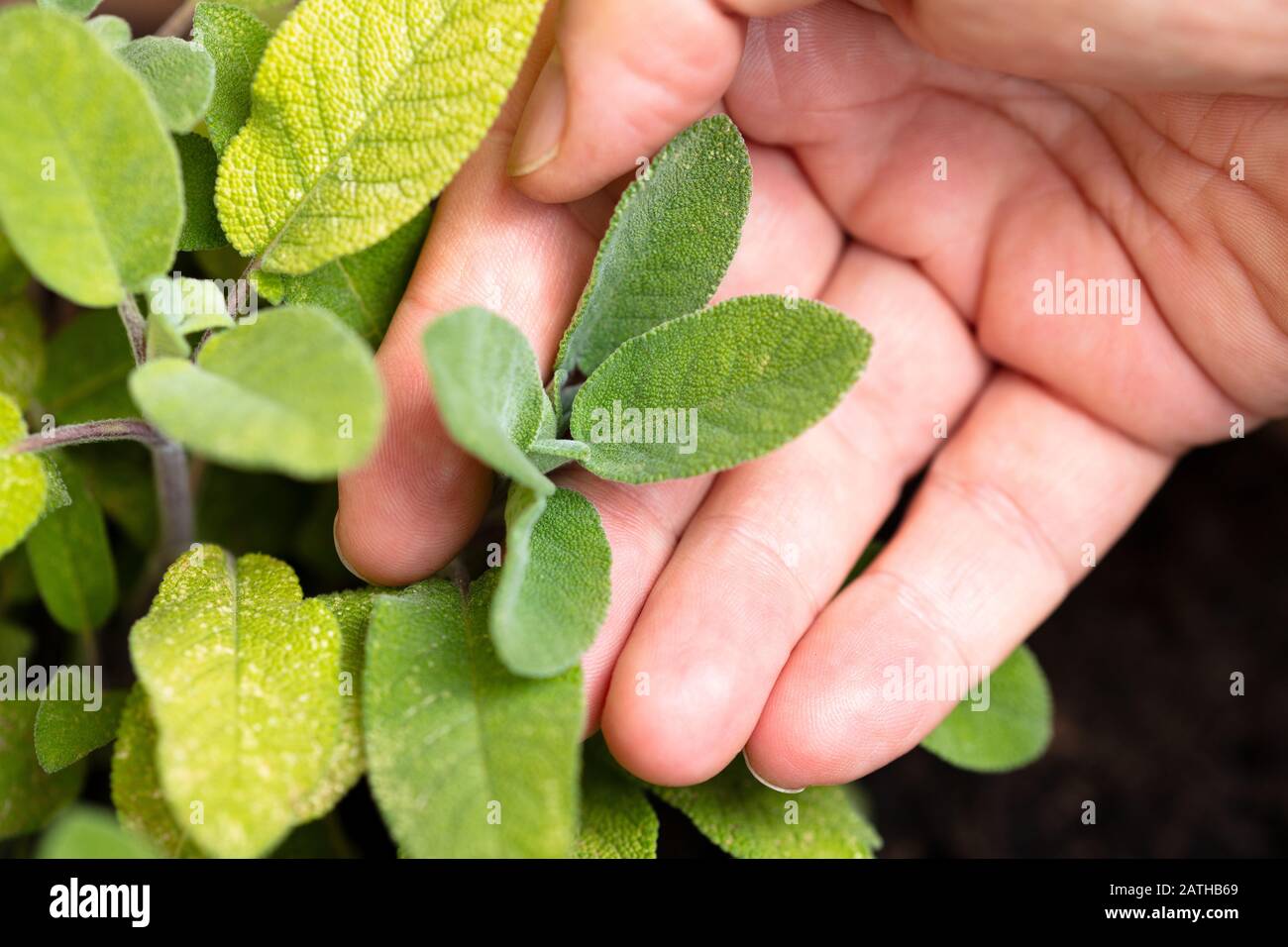salvia fresca di erbe in un vaso di pianta nel giardino, mano femminile su di esso Foto Stock
