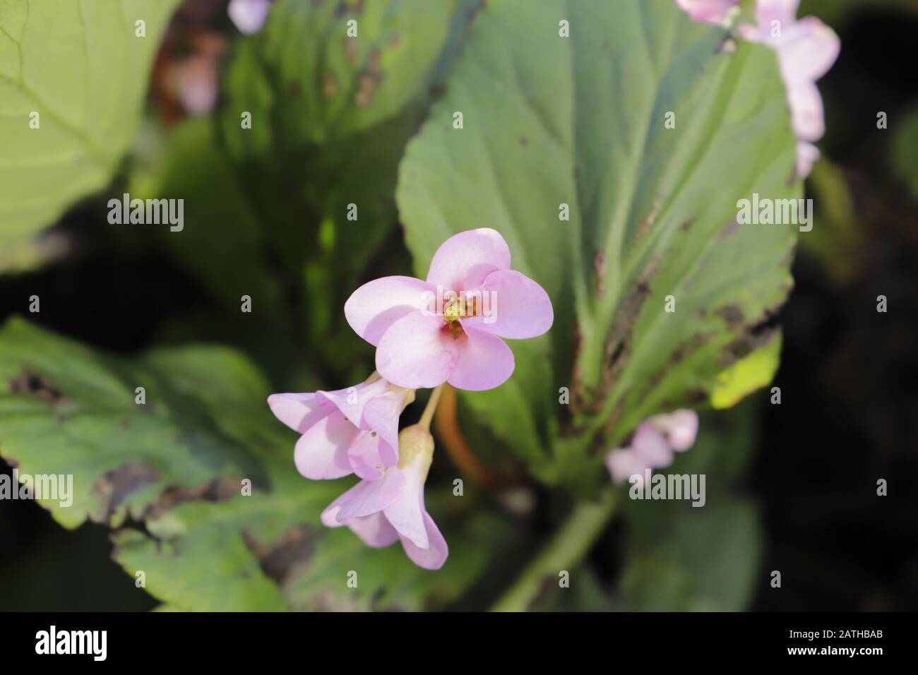 Bella rosa Bergenia fiori fiorire in inverno Foto Stock