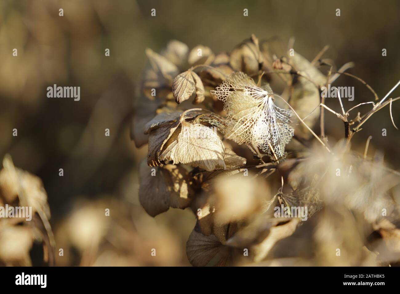 Bel scheletro di un fiore Hydrangea. Cambiamenti di natura in autunno Foto Stock