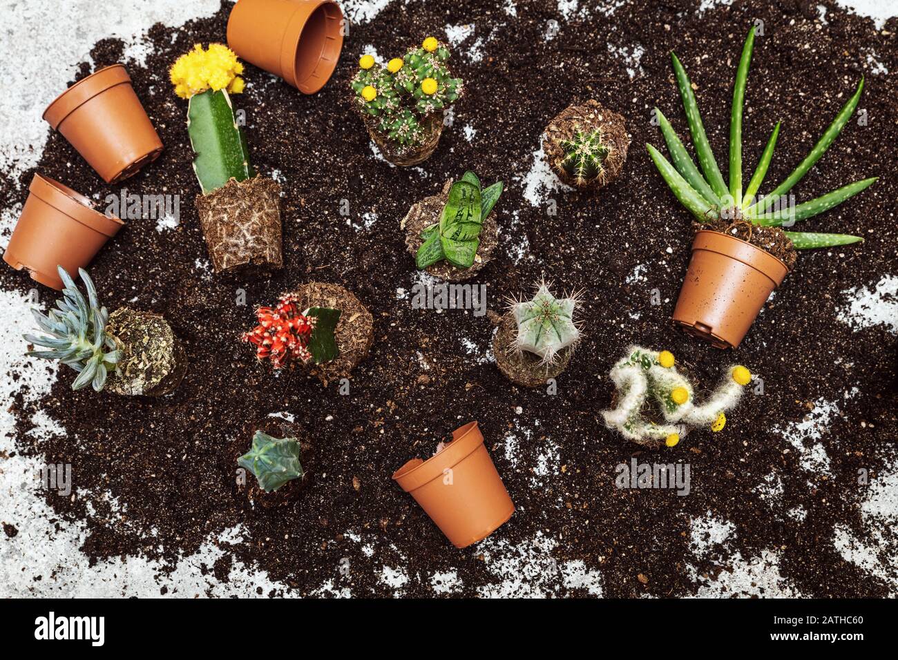 Flatlay, vari tipi di cactus e altri succulenti su compost di potatura, repot e giardinaggio con piante del deserto Foto Stock