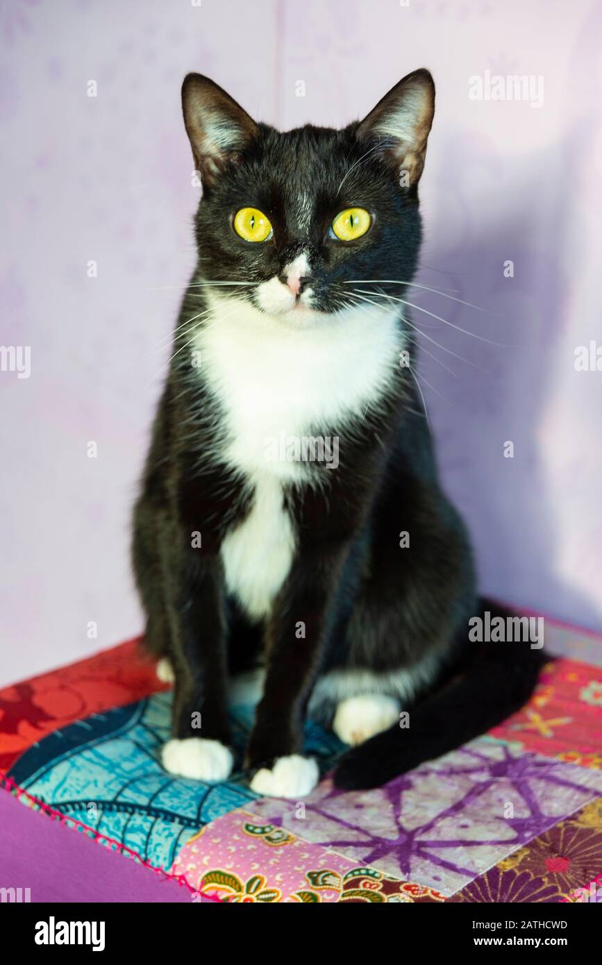 Chat Blanc Immagini E Fotografie Stock Ad Alta Risoluzione Alamy