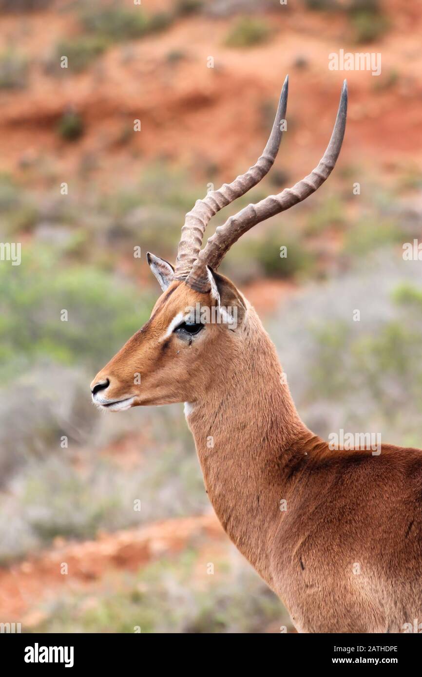 Ritratto di antilope impala marrone nel profilo, profondità di campo poco profonda, corna grandi Foto Stock