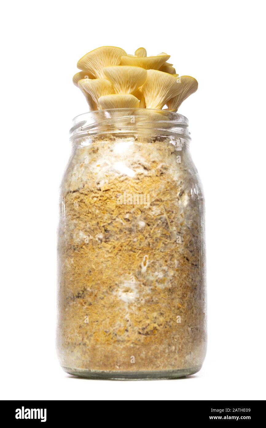 Contenitore per bicchieri con funghi di ostriche dorate, fungicoltura in casa, isolato su bianco Foto Stock