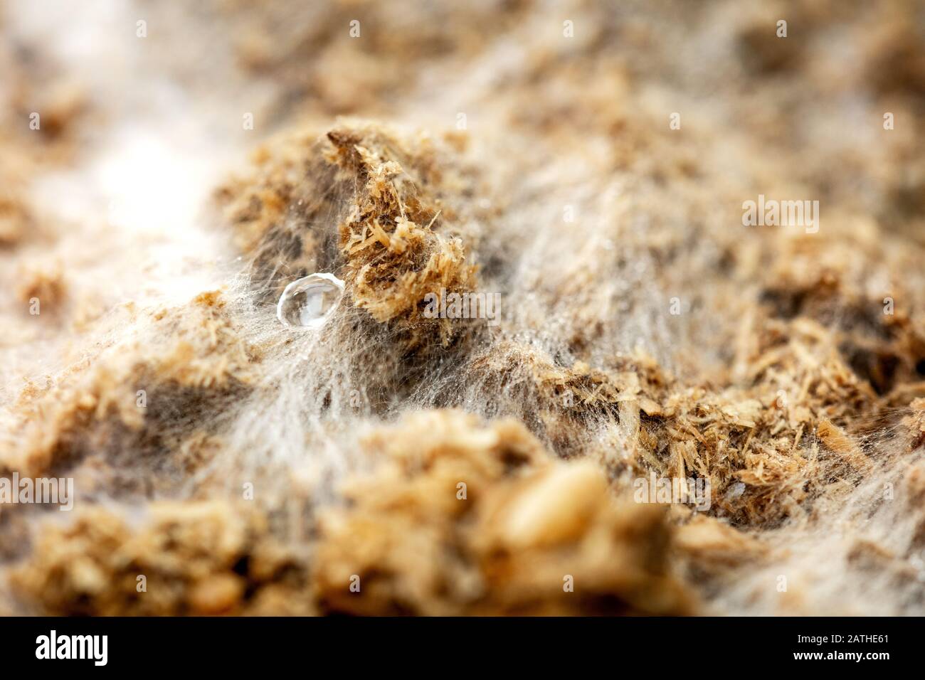 Terreno di crescita a fungo con micelio e spore fungine, fondo macro bianco e marrone Foto Stock