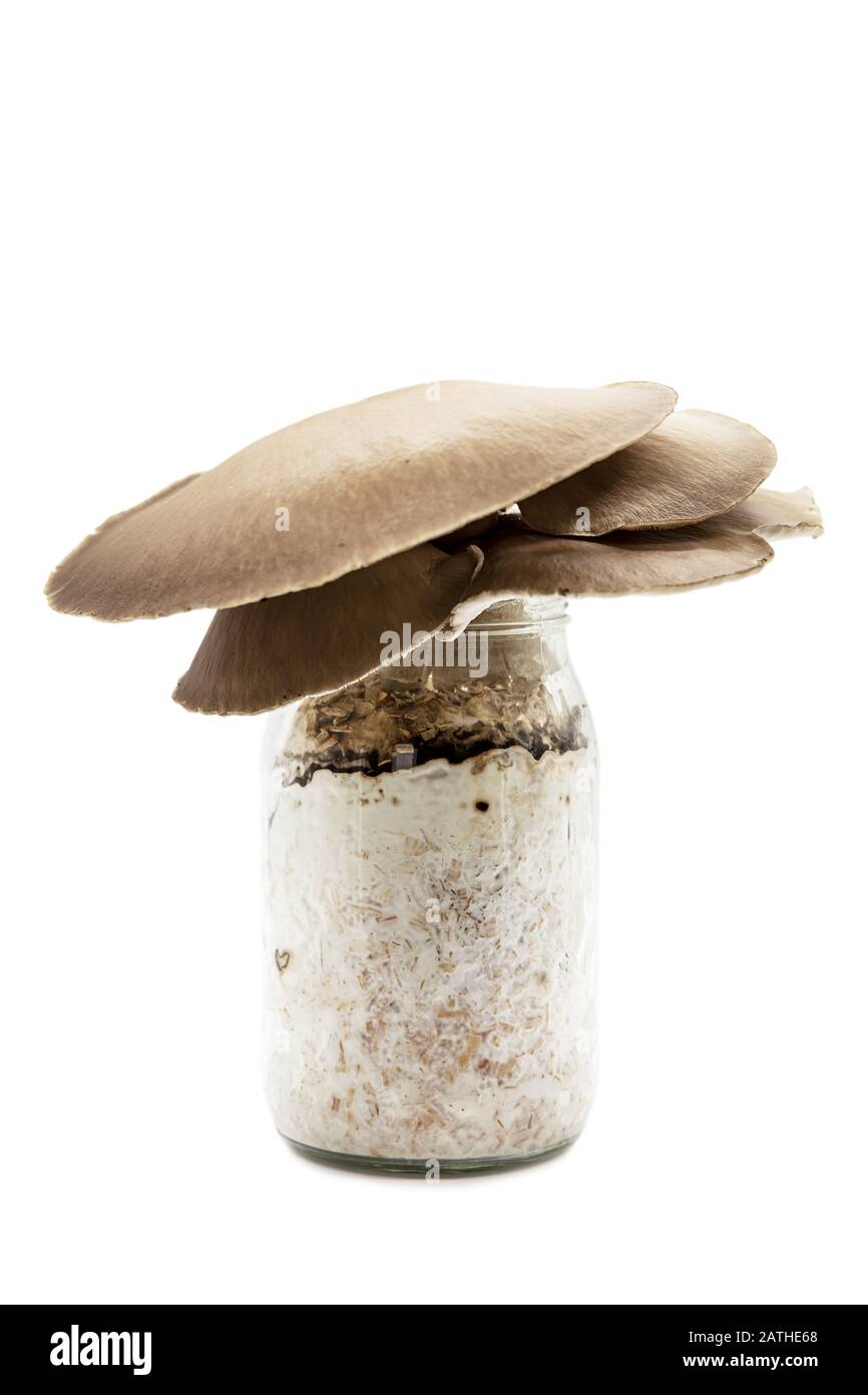 fungo oyster che cresce su un contenitore di occhiali, fungicoltura a casa, isolato su bianco Foto Stock