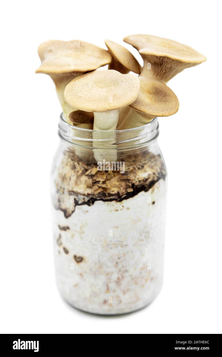 I funghi di ostriche del re che crescono su un contenitore dei vetri, fungicoltura fatta in casa, isolato su bianco Foto Stock