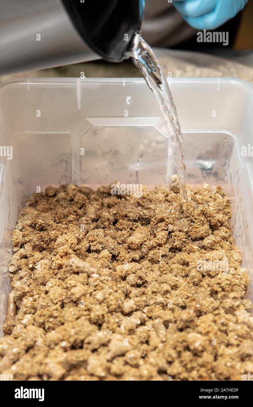 Substrato organico per la coltivazione di funghi, pellets di paglia e acqua calda come mezzo di crescita, spazio di lavoro Foto Stock