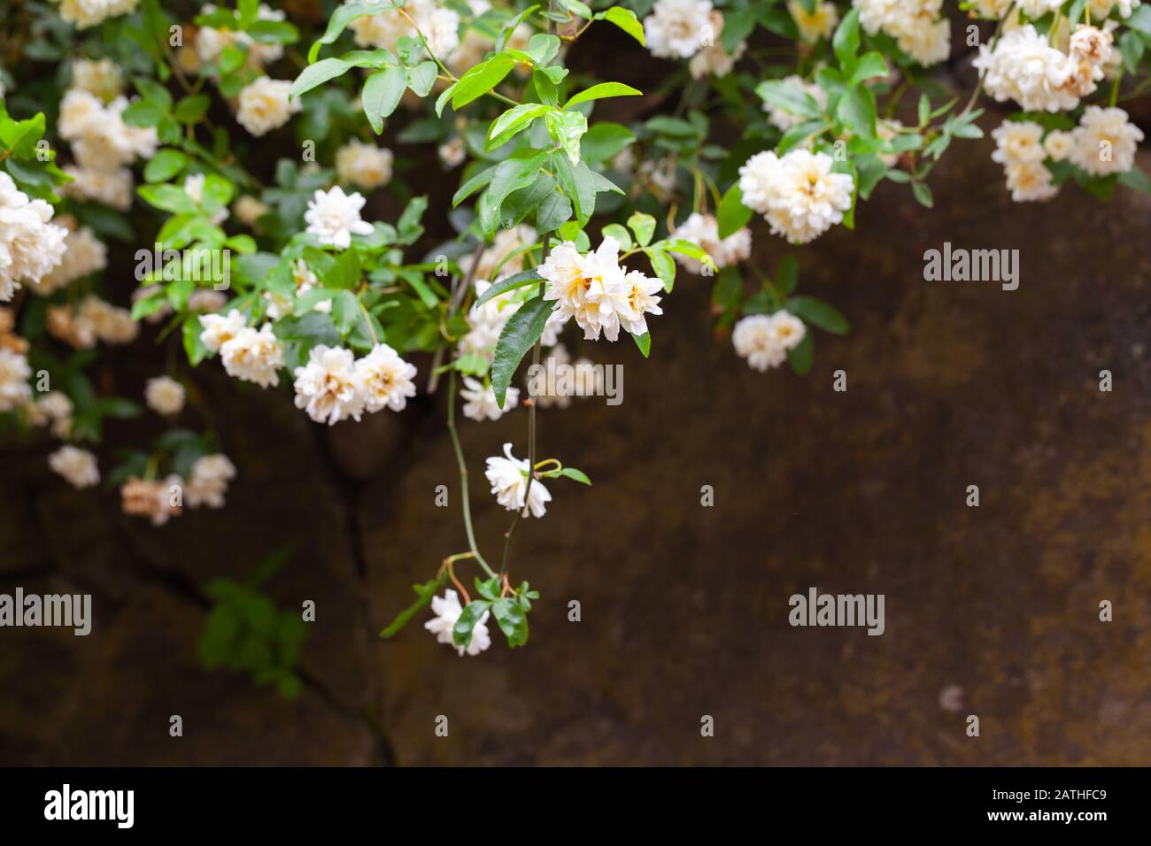 Fiori bianchi su sfondo scuro sfocato muro, foto da vicino scattata in primavera giardino Foto Stock