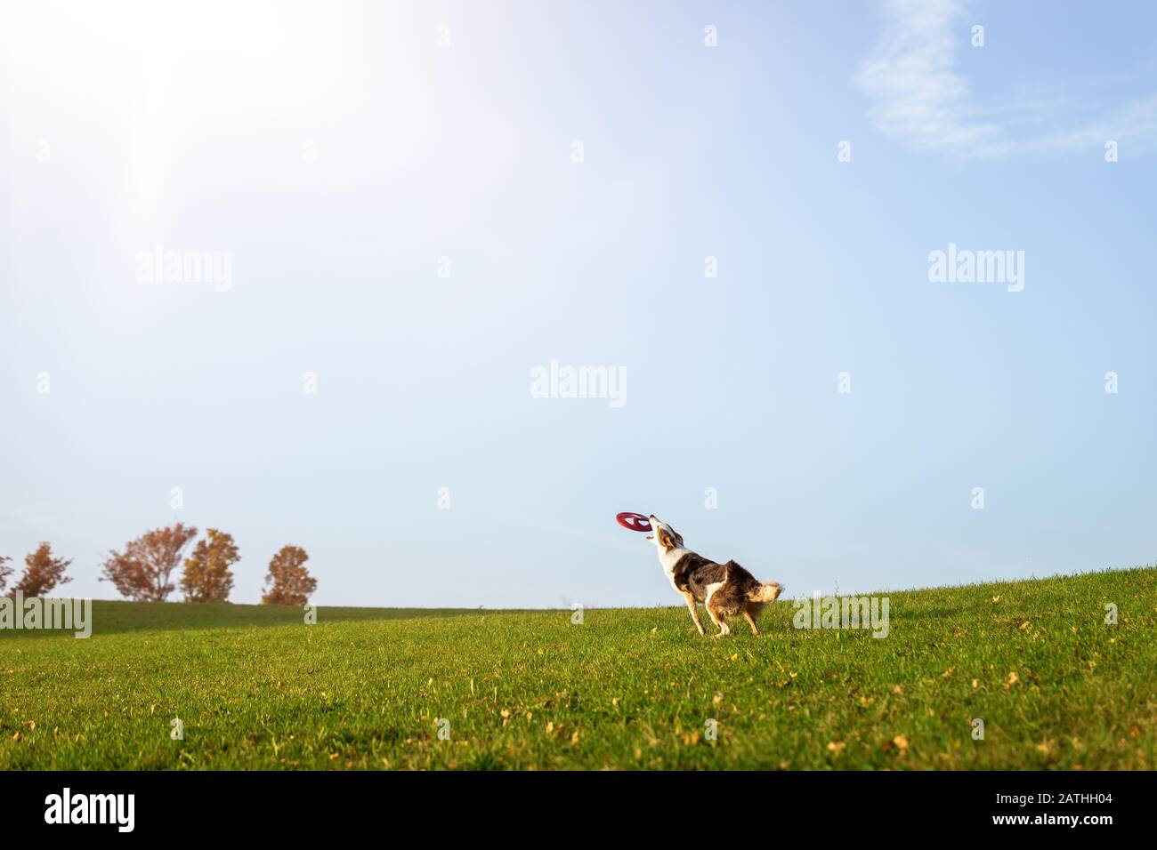 Hund sta prendendo un disco volante o frisbee, lo sport del cane e l'allievo del cane del disco nella natura Foto Stock