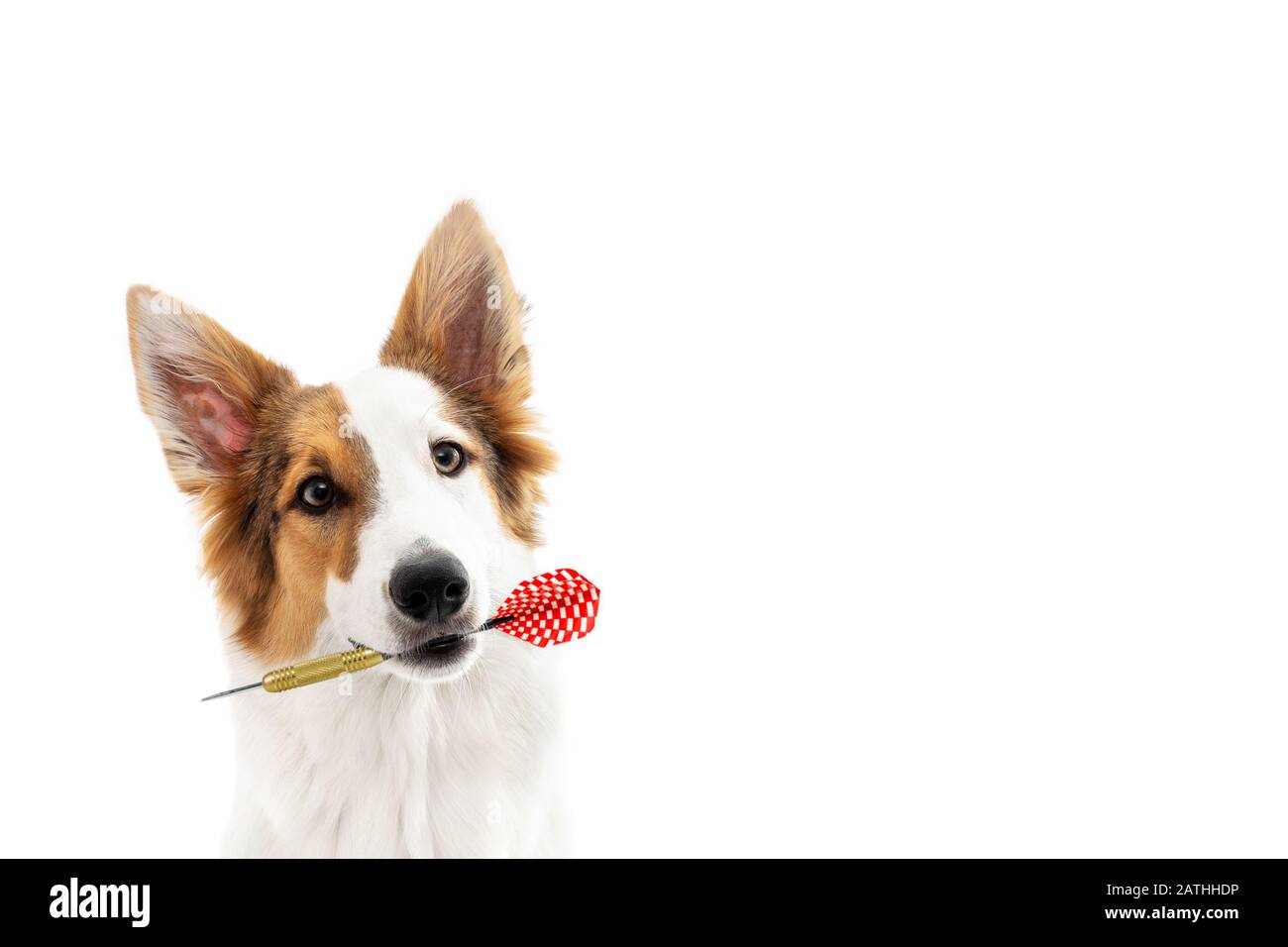 Il cane dolce sta tenendo un dardo in bocca, isolato di fronte al bianco con spazio copia Foto Stock