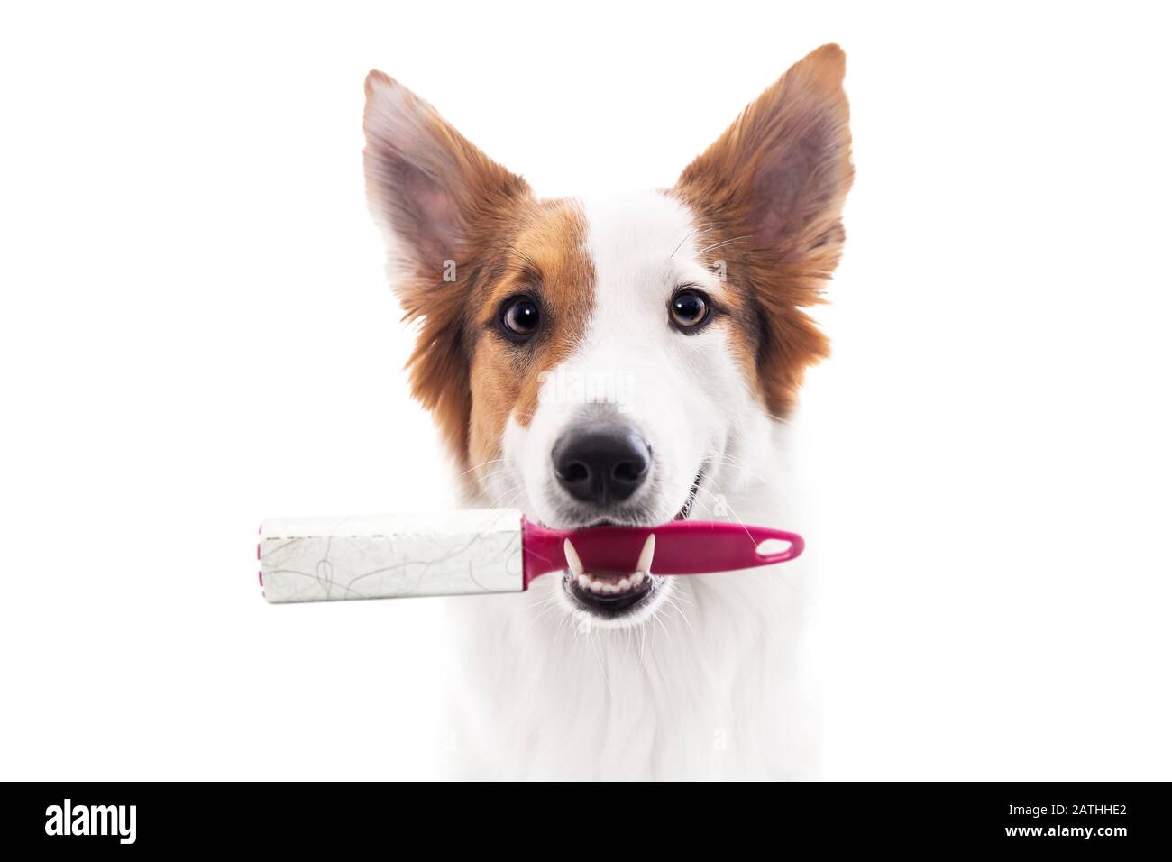 Il cane tiene in bocca un rullo di pelucchi o un estrattore per peli animali,  isolato di fronte al bianco Foto stock - Alamy
