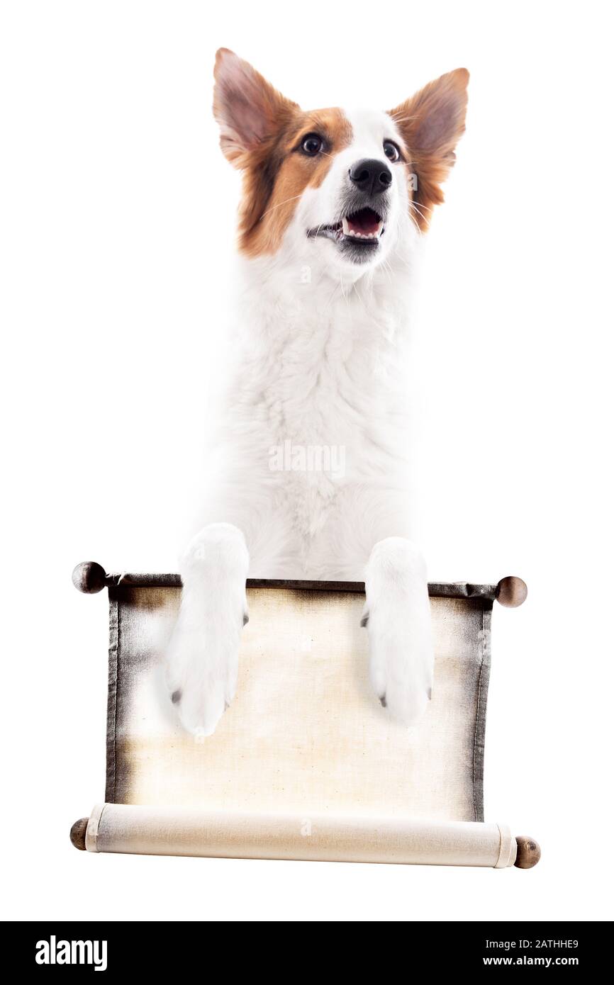 Il cane sta tenendo uno scroll con spazio di copia, isolato di fronte al bianco Foto Stock