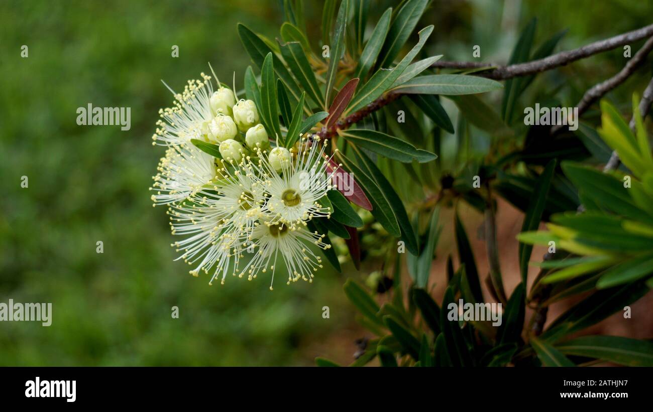 Xanthostemon verticillatus è una specie di alberi della famiglia delle piante Myrtaceae endemica alle foreste pluviali Di tropici Umidi del Queensland nordorientale. Foto Stock