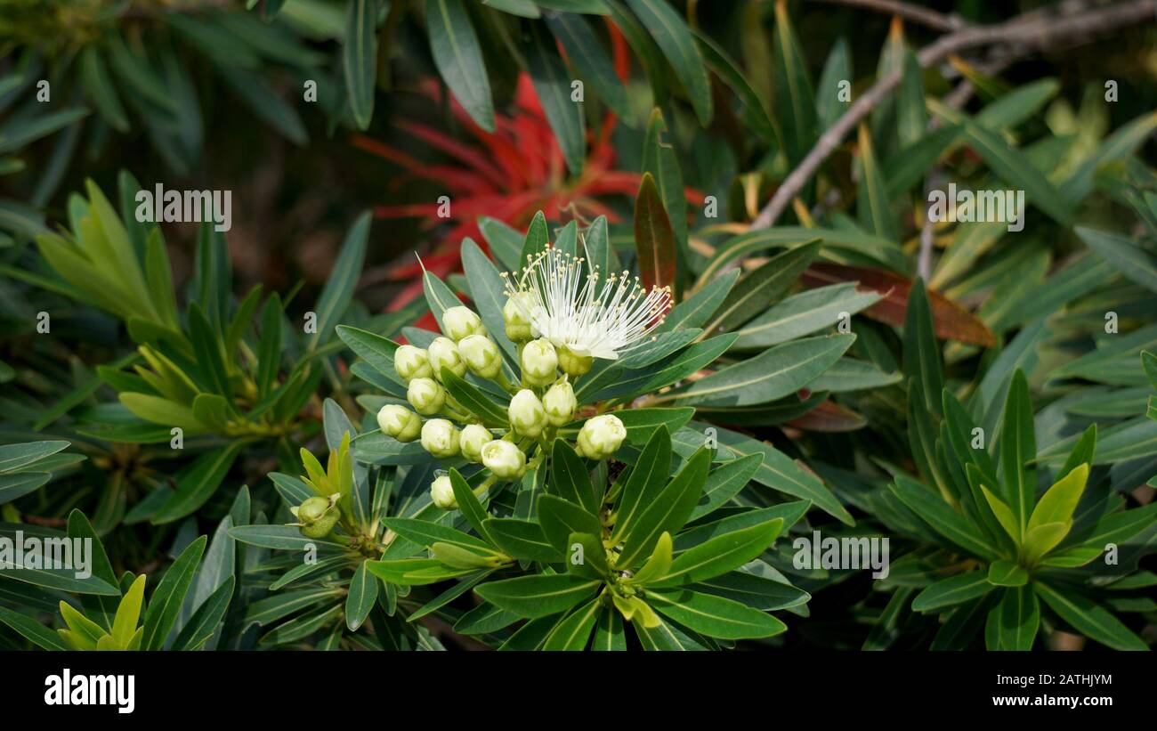 Xanthostemon verticillatus è una specie di alberi della famiglia delle piante Myrtaceae endemica alle foreste pluviali Di tropici Umidi del Queensland nordorientale. Foto Stock
