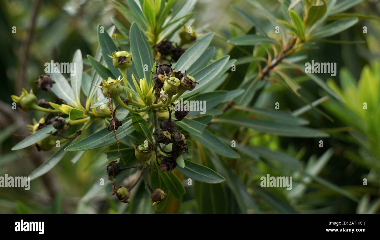Xanthostemon verticillatus è una specie di alberi della famiglia delle piante Myrtaceae endemica alle foreste pluviali Di tropici Umidi del Queensland nordorientale. Foto Stock