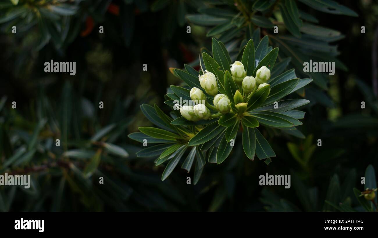 Xanthostemon verticillatus è una specie di alberi della famiglia delle piante Myrtaceae endemica alle foreste pluviali Di tropici Umidi del Queensland nordorientale. Foto Stock
